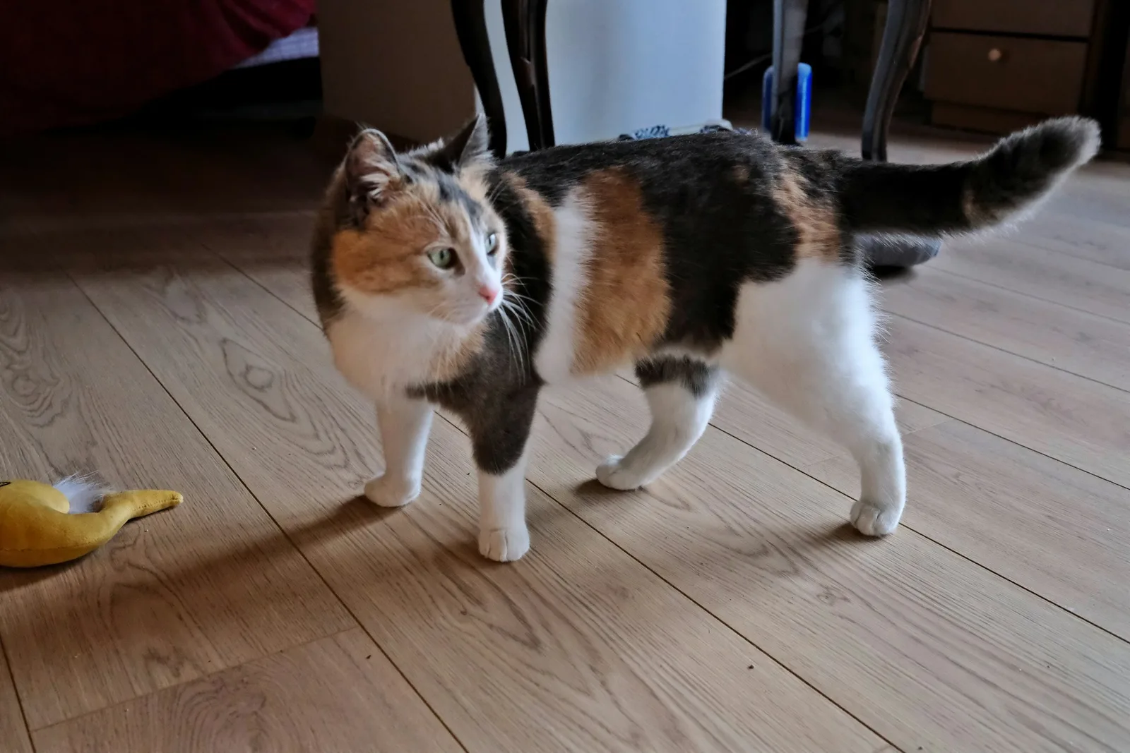 카오스 고양이